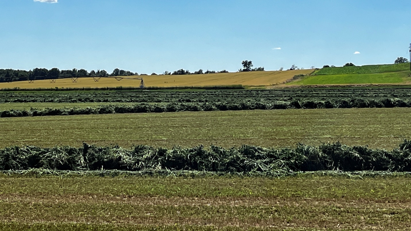 Second cutting of alfalfa.